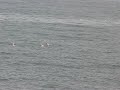 rosy tern seaton rosy tern seaton