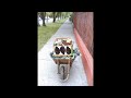 Un Girasol Triste.wmv