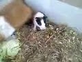 little guinea pig2