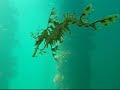 Leafy Sea Dragon Compilation