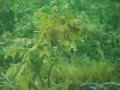 Leafy Sea Dragon Compilation