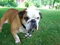 Lump the best bulldog R.I.P. Lump the best bulldog R.I.P.