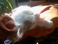 chatons
