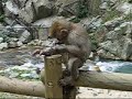 Monkeys in Jigokudani Onsen, Nagano  2007 summer