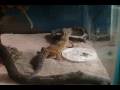 luna eating crickets