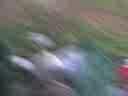 Zapien con ataques