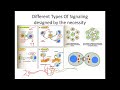 Cell Signaling Pathw