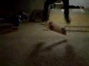 double kickflip