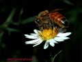 videos de Save the Honeybee