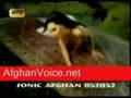 www.afghanistan300.de.tl
