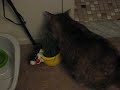 Chia Cat Grass 2