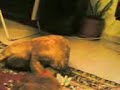 kopek ayiya tecavüz ediyor kopek ayiya tecavüz ediyor