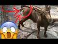 Ibex scratches itchy butt