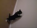Kittens giving a beat down!