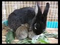 パパうさぎの食育 A father rabbit educates you to leveret.