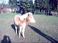 Mein Haflinger Fohlen Filou