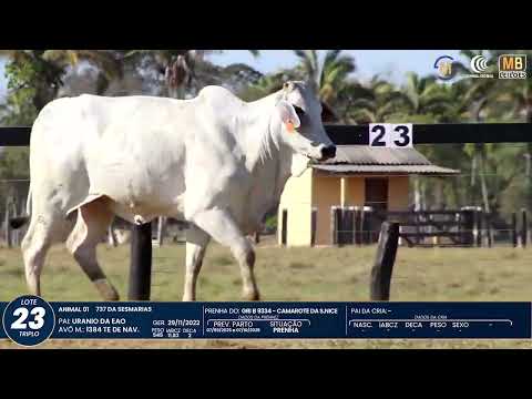 1� DE OLHO NA FAZENDA NELORE SESMARIAS