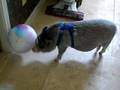 Barney the potbellied pig playing
