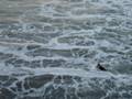october morning swim manhattan beach bodysurfing