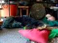 Airedale Terrier video