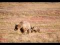 Bear/karhu Slide show Bear/karhu Slide show