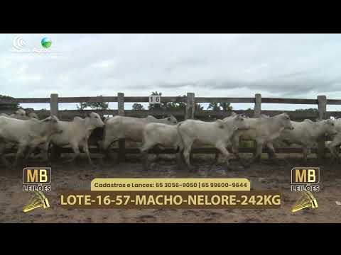 543� LEIL�O VIRTUAL MB LEIL�ES