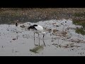 鳴門コウノトリ 2026/10/20 撮影 成長記録 徳島県鳴門市