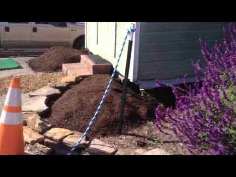 how to fertilize russian sage