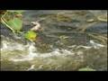 Conservancy of Southwest Florida Institutional Video