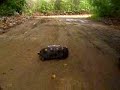 Day Trip to Mustique Island on a mechanical \"Mule\"