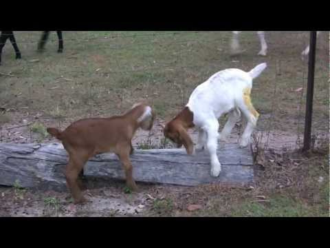 Versailles1770 - This is a video for all those who love animals, espeically Goats. This is some baby Goats just enjoying life and are very cute. They are running around, clim...