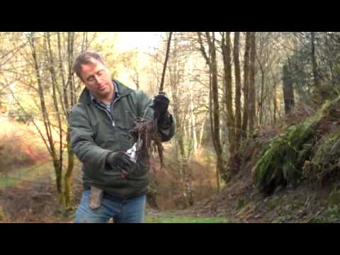 how to transplant thyme