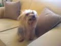Cachorrinha SORRINDO !! Cachorrinha SORRINDO !!