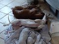 Azawakh et Whippet