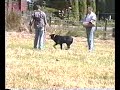 Jack my Rott stopping the bad guy.