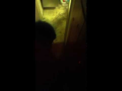 how to eliminate spiders in a basement