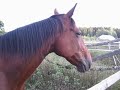 Arska