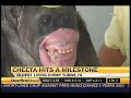 Cheeta the Chimp/April Fool\