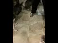 Vinnie gets adopted
