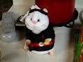 Kung Fu hamster