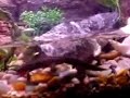 Salamandridae