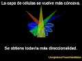 Las 10 mentiras principales de los creacionistas