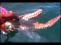 How to catch octopus with a jig Duncanby lodge rivers inlet Cana