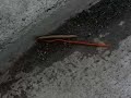 Centipede with Millipede Meal (One) Centipede with Millipede Meal (One)