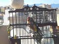 jilguero el estudiante cantando de pacojilguero