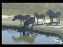 6.9.07 2.21pm Rather large Zebra herd visit the waterhole 6.9.07 2.21pm Rather large Zebra herd visit the waterhole
