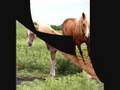 Slidin Dirty 2008 Palomino Colt