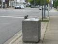 videos de Squirrel