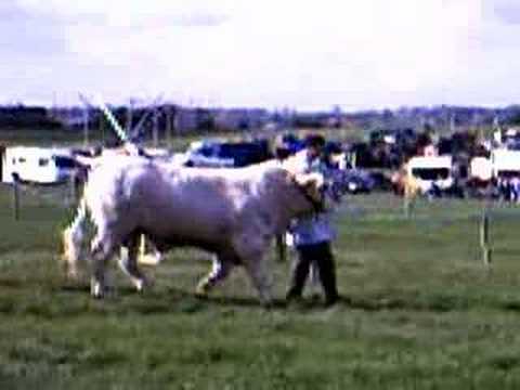 how show charolais cattle