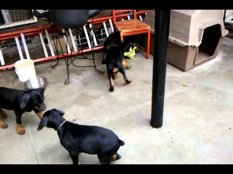 Doberman Pinser
